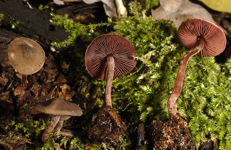 Blutblättriger Buntkörnchenschirmling (Melanophyllum haematospermum) - © Heinz Prelicz
